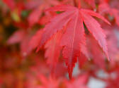 Acer palmatum Atropurpureum single leaf of autumn colour